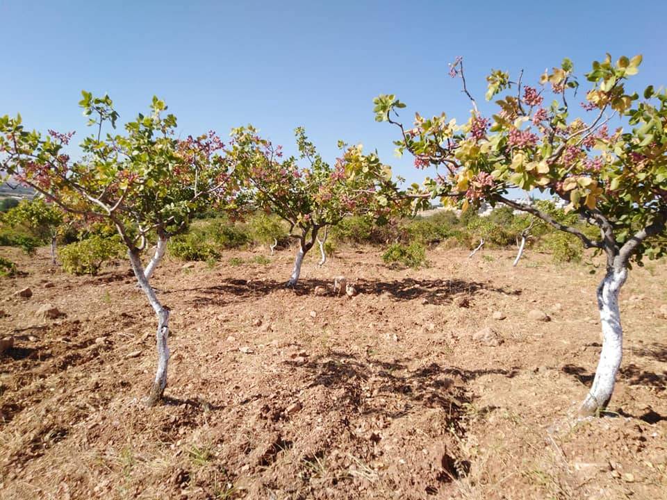 Şehitkamil Atabek Köyü Resimleri 5