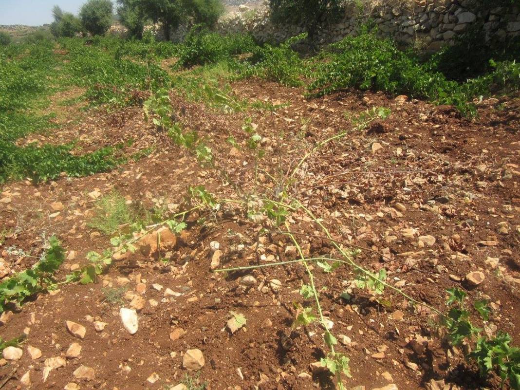 Şehitkamil Atalar Köyü Resimleri 2