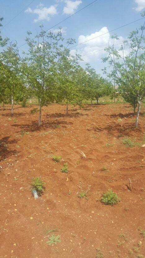 Şehitkamil Bedirköy Köyü Resimleri 9