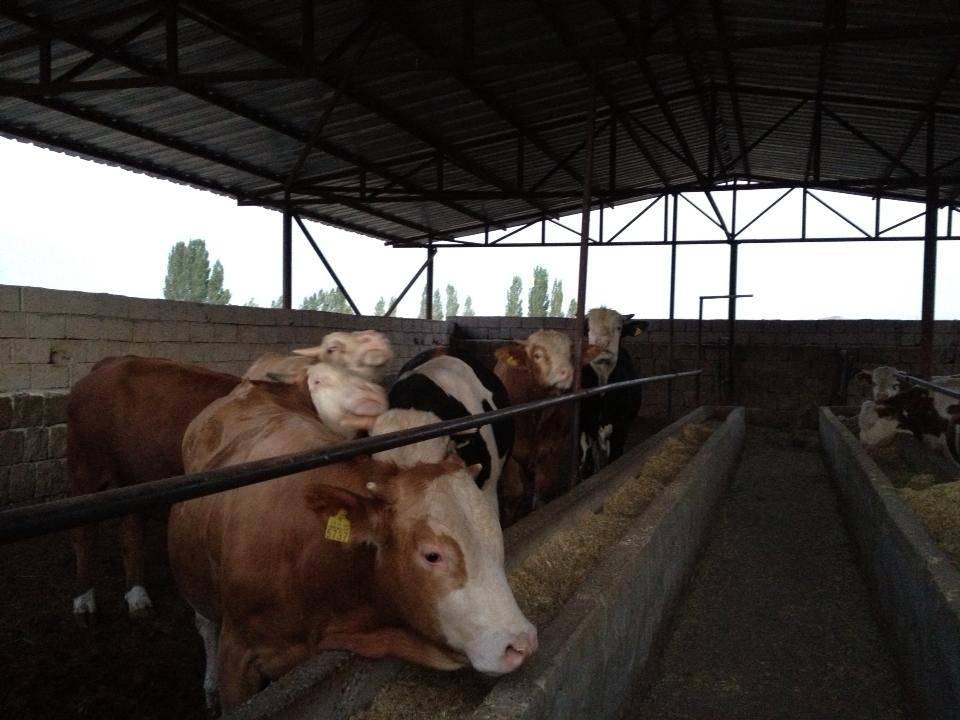 Kocasinan Akin Köyü Resimleri 2