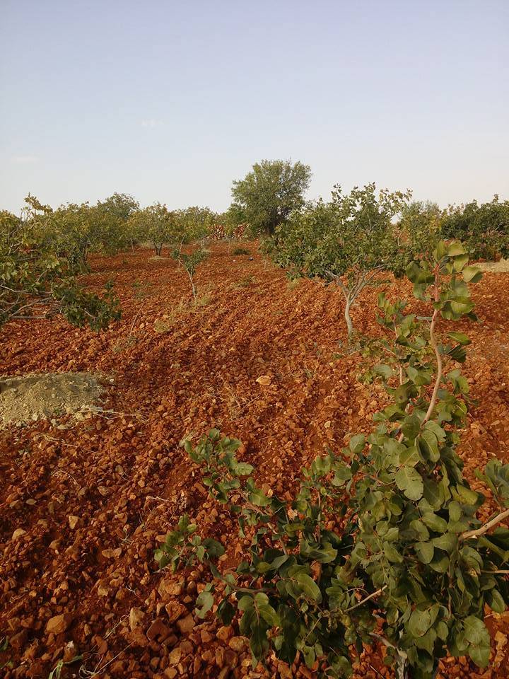 Şehitkamil Beyreli Köyü Resimleri 11