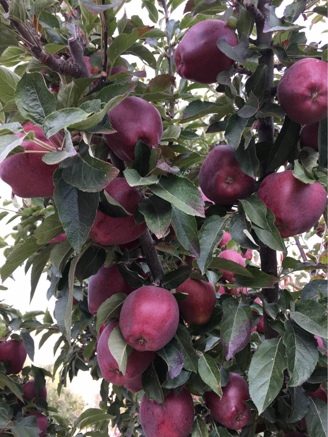 Hekimhan Güzelyayla Köyü Resimleri 3