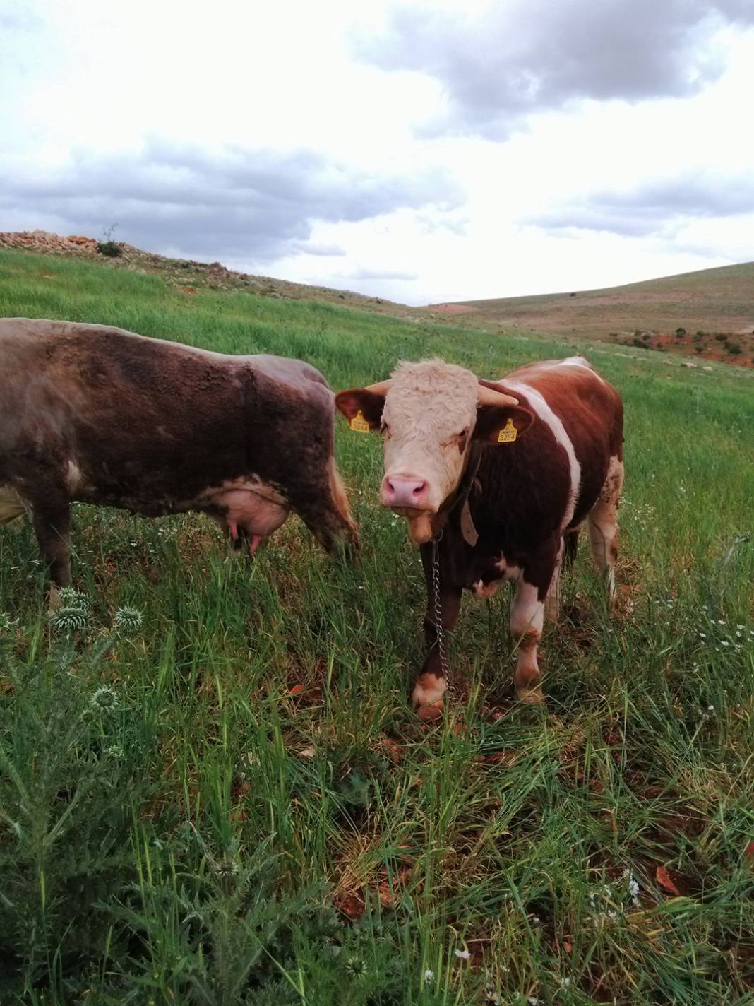Şehitkamil Bilek Köyü Resimleri 1