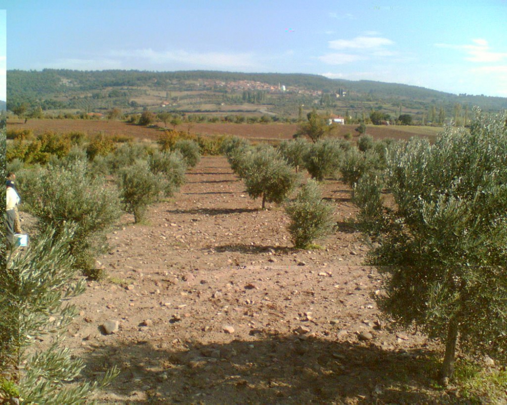 Akhisar Kurtulmuş Köyü Resimleri 3