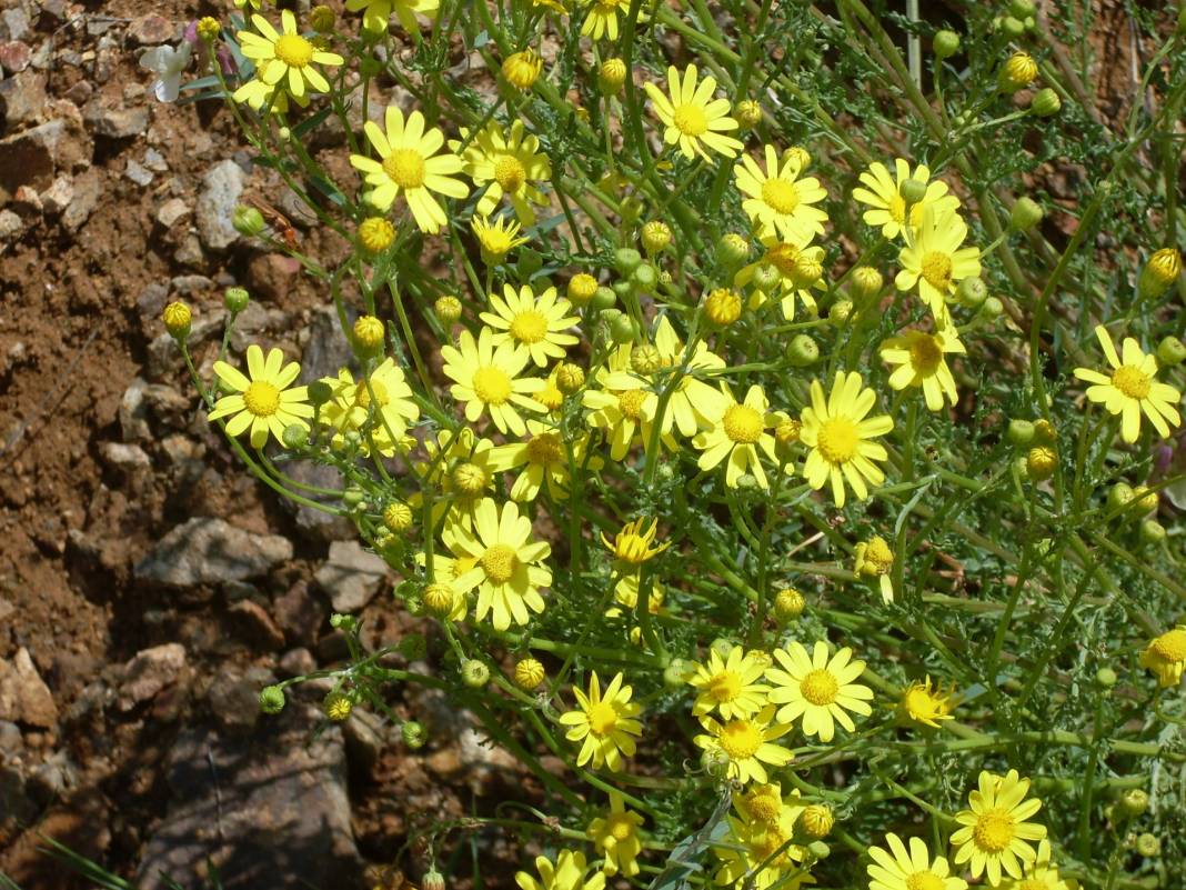 Hekimhan Köylüköyü Resimleri 7