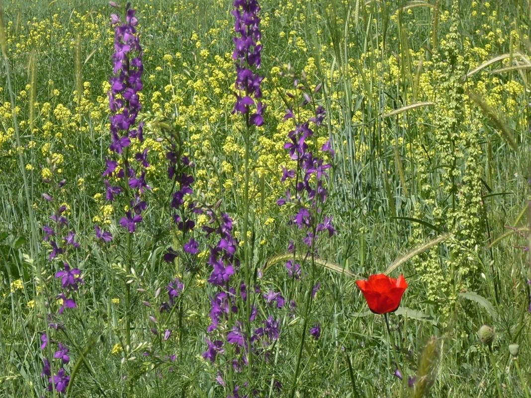 Hekimhan Köylüköyü Resimleri 8