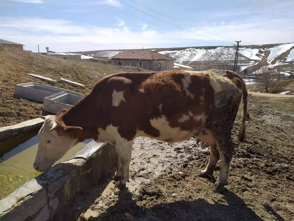 Hekimhan Kurşunlu Köyü Resimleri 2