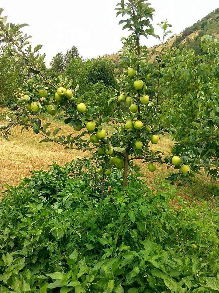 Hekimhan Sarıkız Köyü Resimleri 1