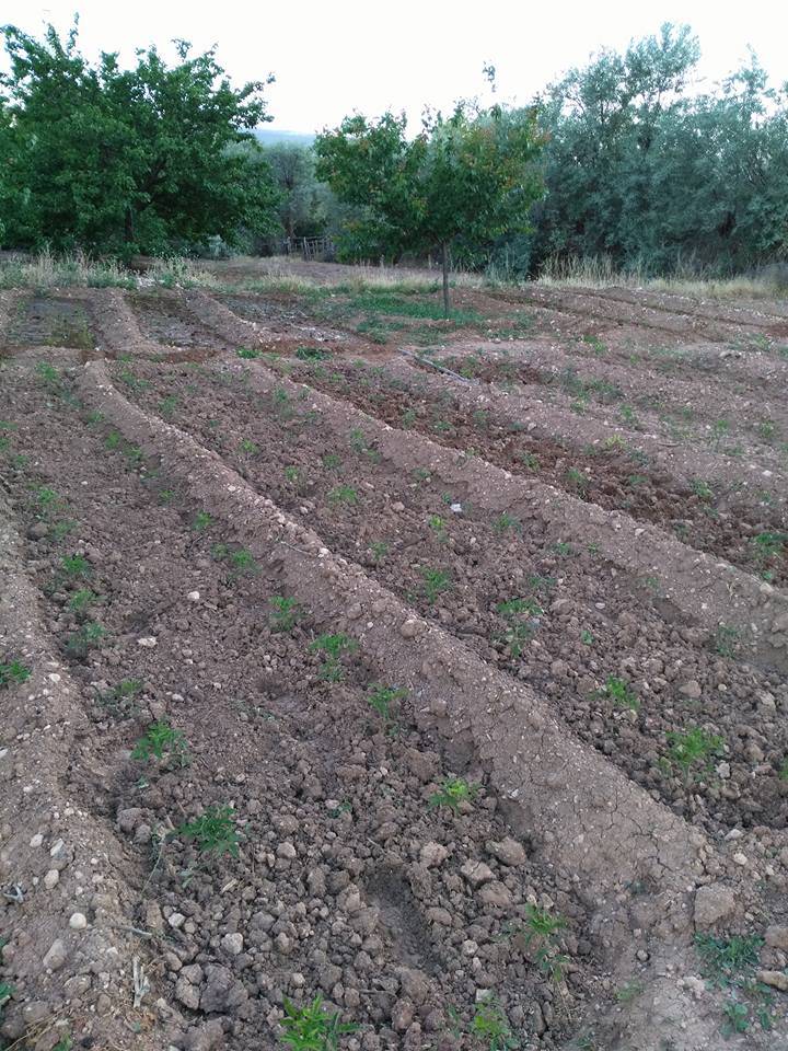 Hekimhan Yeşilpınar Köyü Resimleri 3