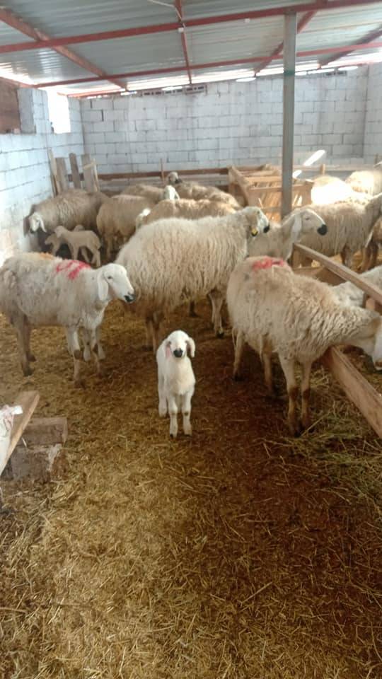 Kocasinan Boğazköprü Köyü Resimleri 1