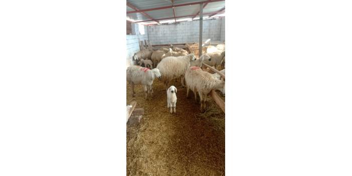 Kocasinan Boğazköprü Köyü Resimleri