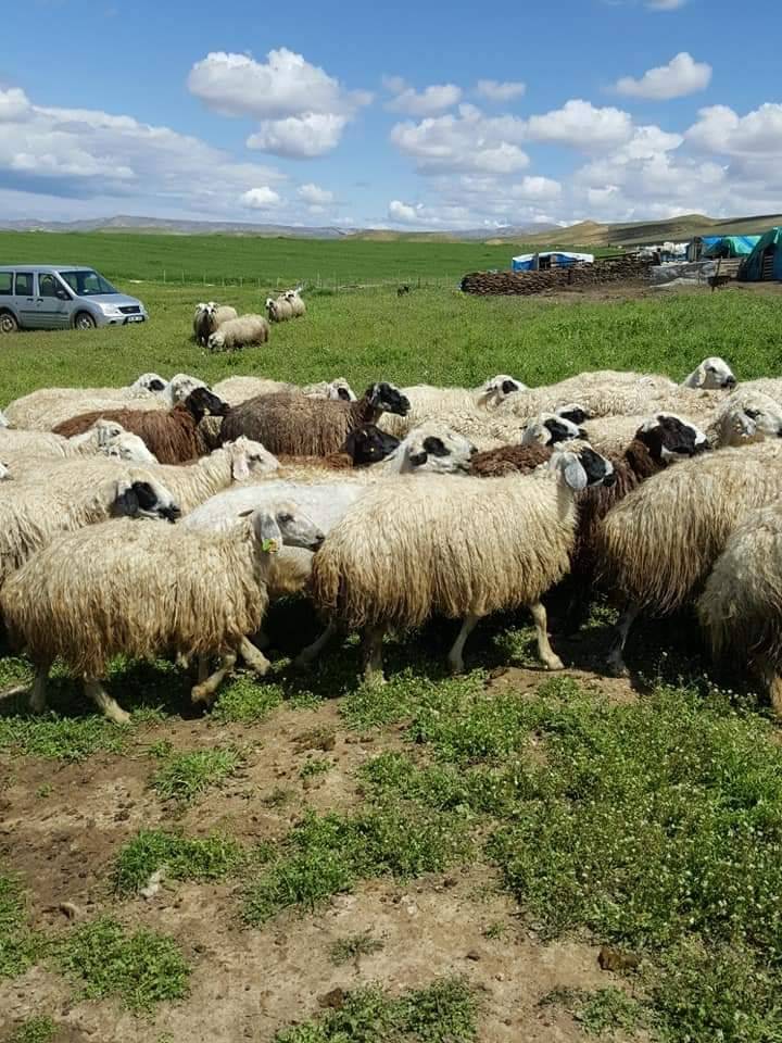 Kale Akuşağı Köyü Resimleri 8