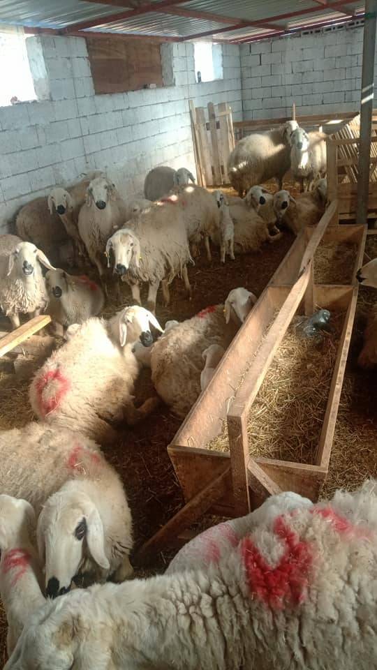 Kocasinan Cengiz Topel Köyü Resimleri 1