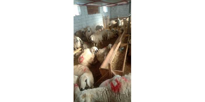 Kocasinan Cengiz Topel Köyü Resimleri