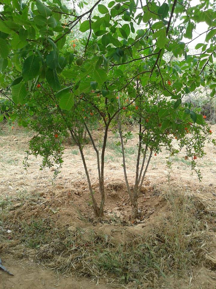 Şehitkamil Günbulur Köyü Resimleri 11