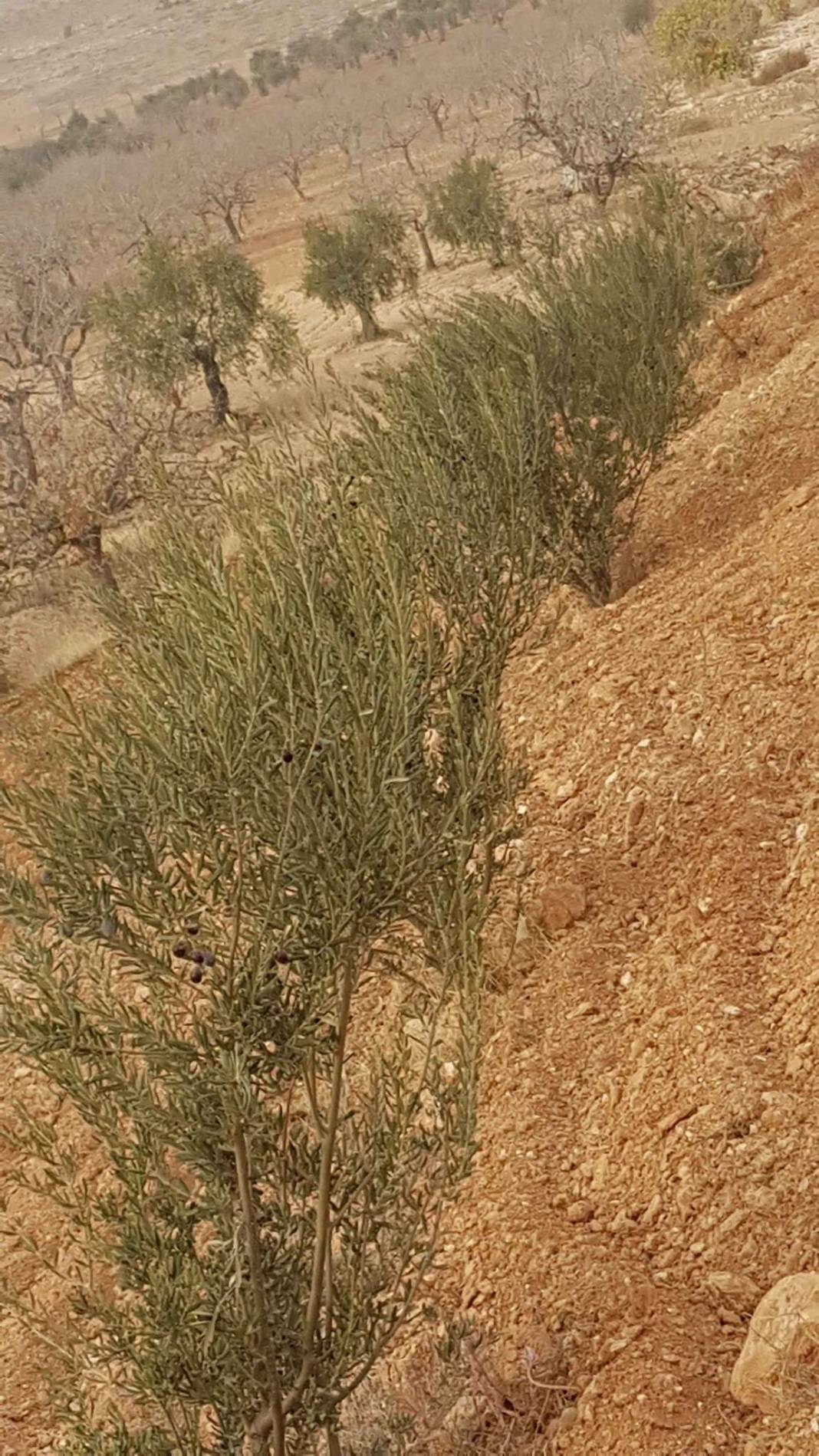 Şehitkamil Günbulur Köyü Resimleri 3