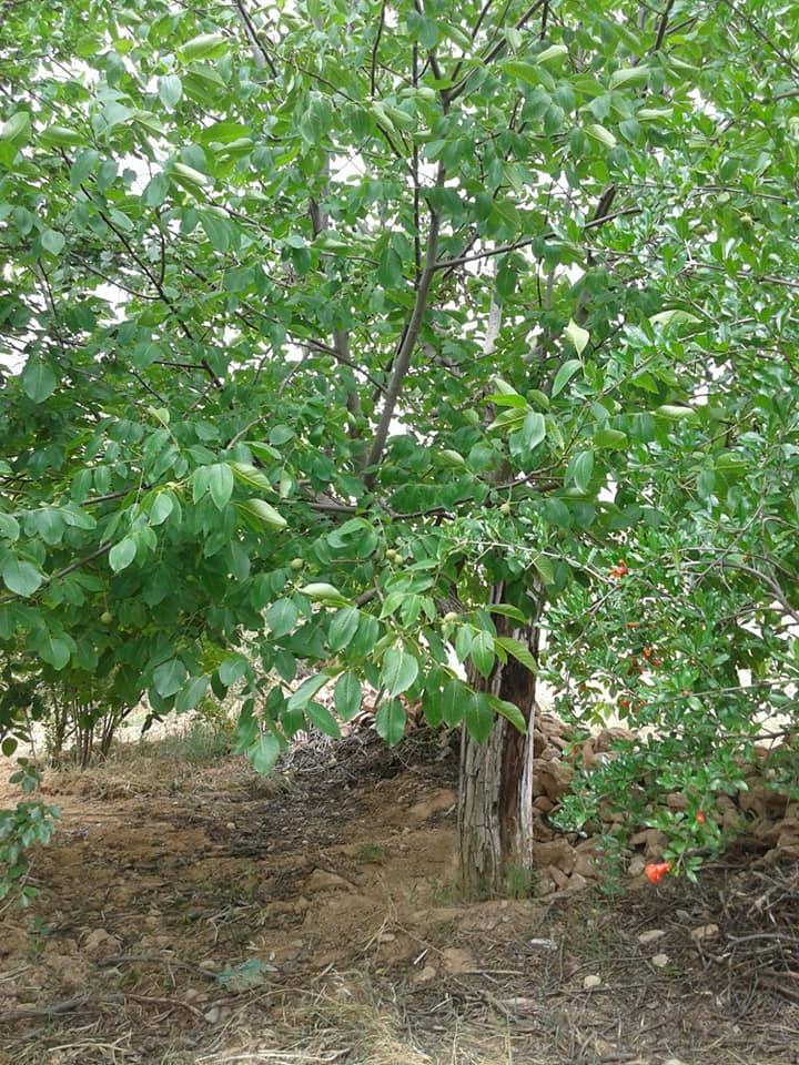 Şehitkamil Günbulur Köyü Resimleri 8
