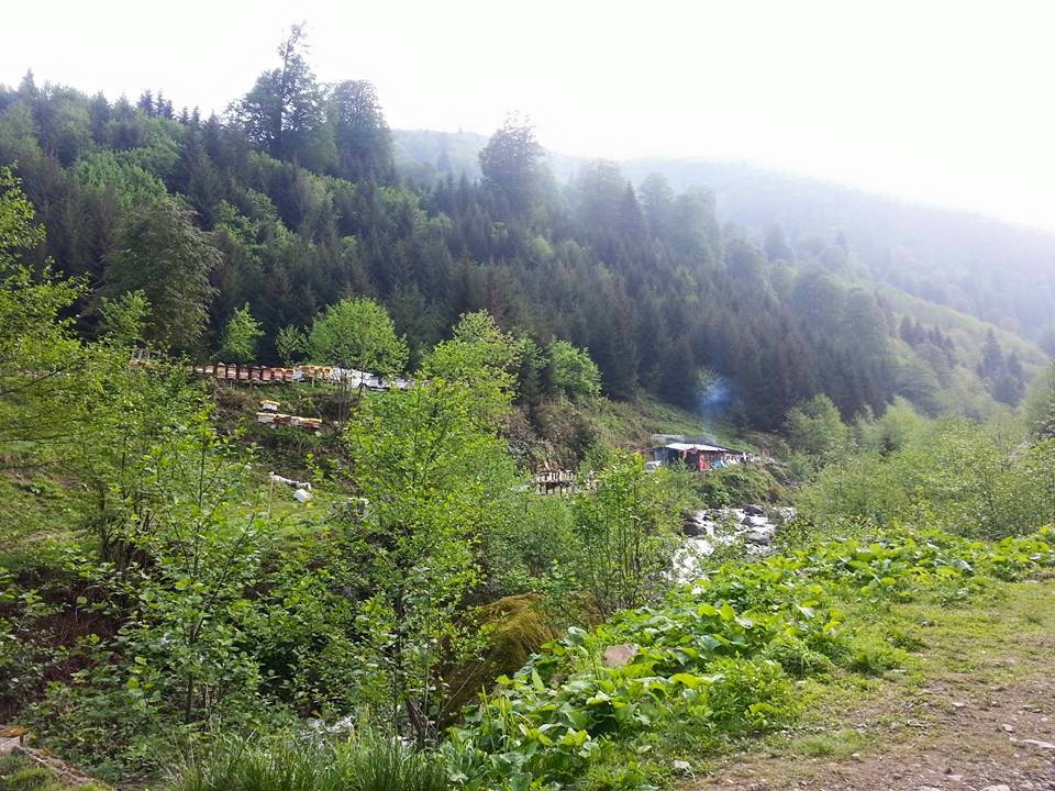 Hemşin Kantarlı Köyü Resimleri 10