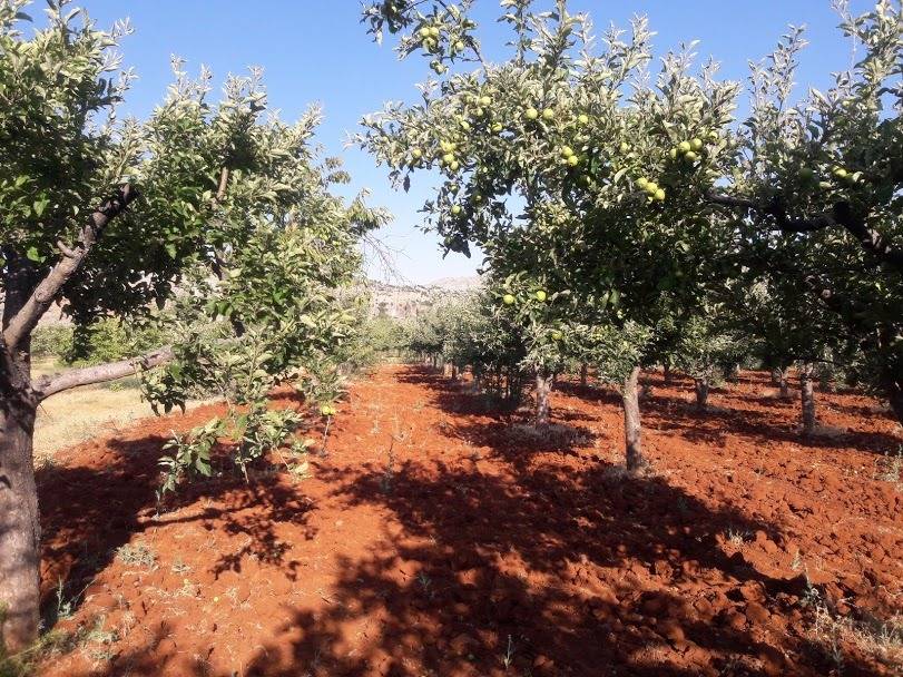 Şehitkamil Sofalıcı Köyü Resimleri 6