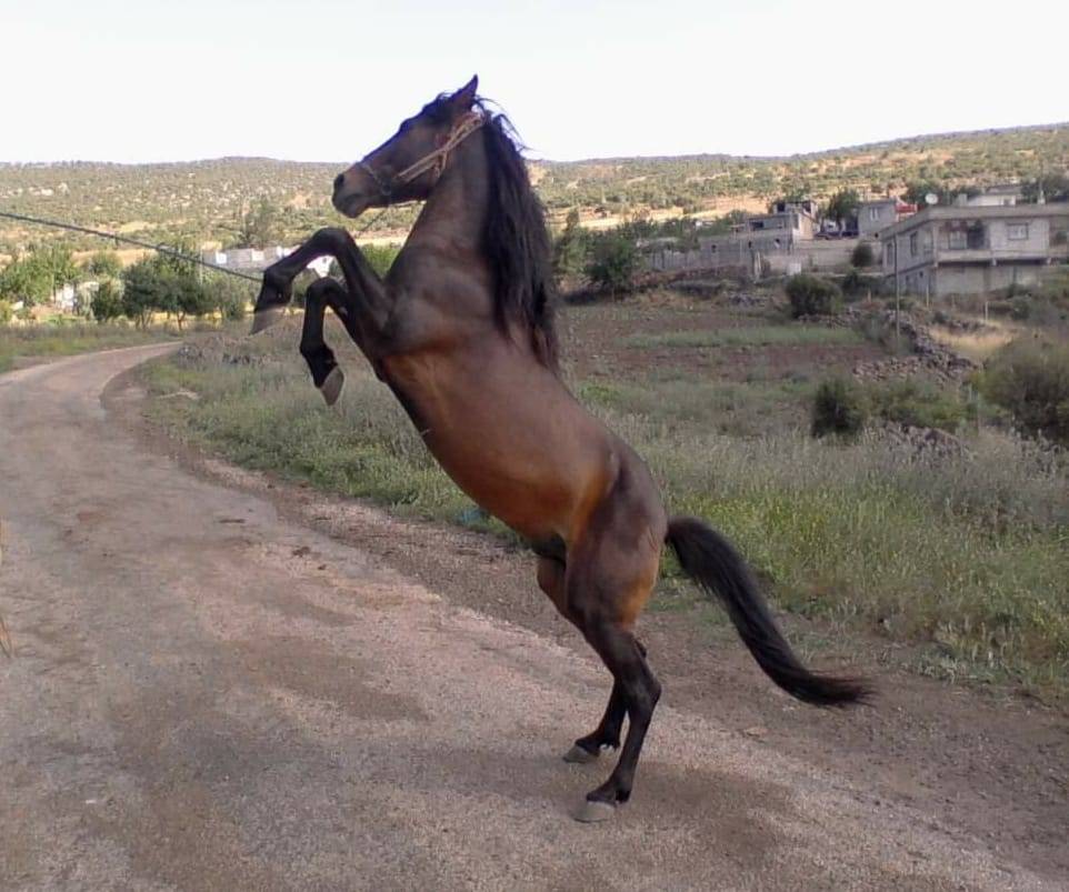 Şehitkamil Karayusuflu Köyü Resimleri 5