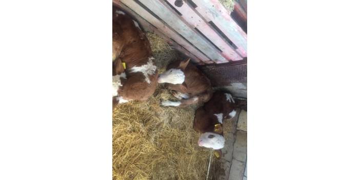 Kocasinan Düver Köyü Resimleri