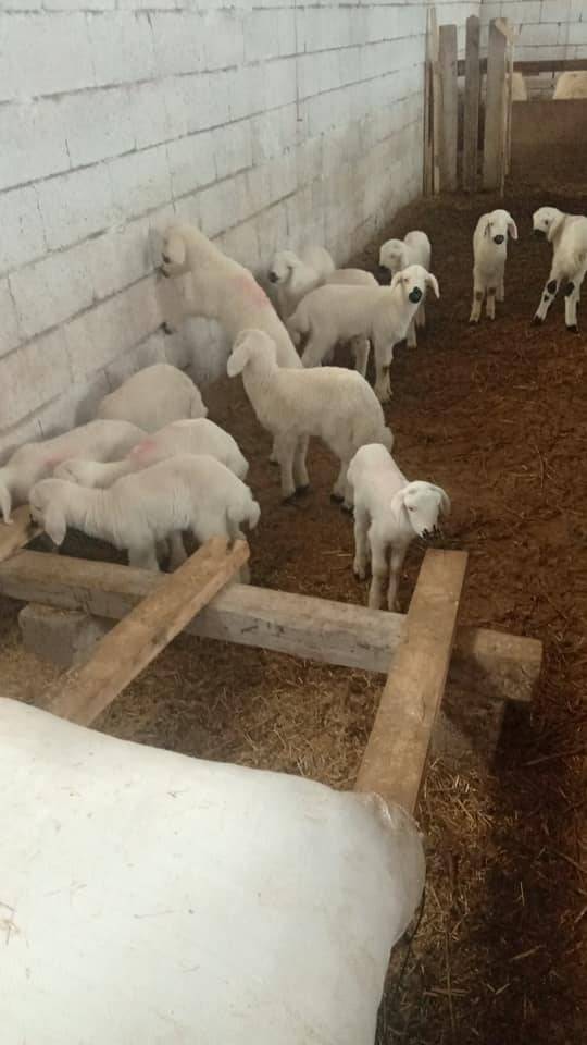 Kocasinan Ebiç Kızılırmak Köyü Resimleri 1