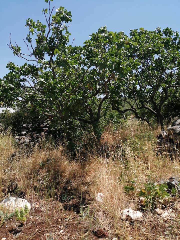 Şehitkamil Köksalan Köyü Resimleri 1