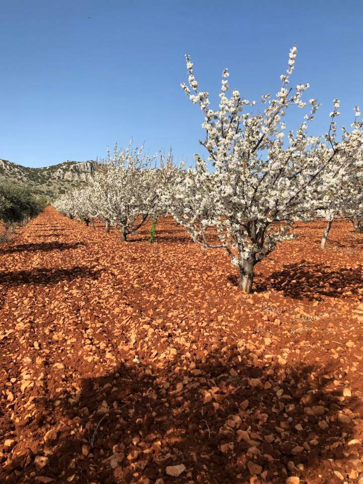 Şehitkamil Öğümsöğüt Köyü Resimleri 2