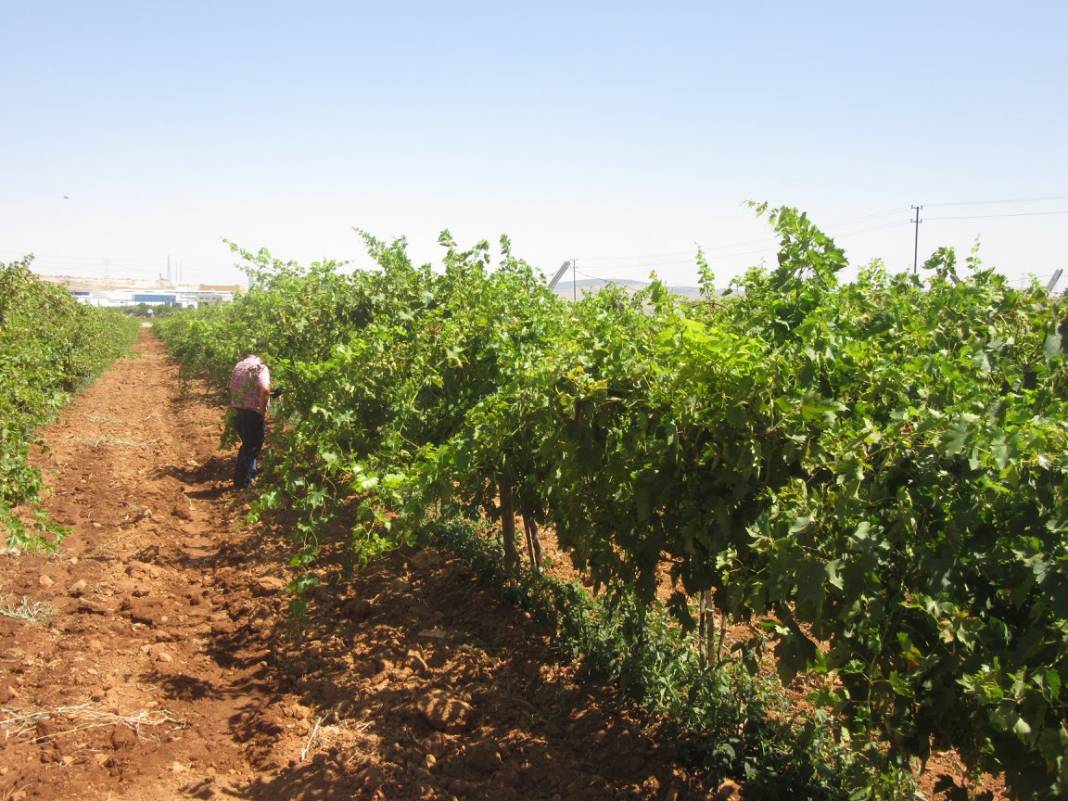 Şehitkamil Öğümsöğüt Köyü Resimleri 3