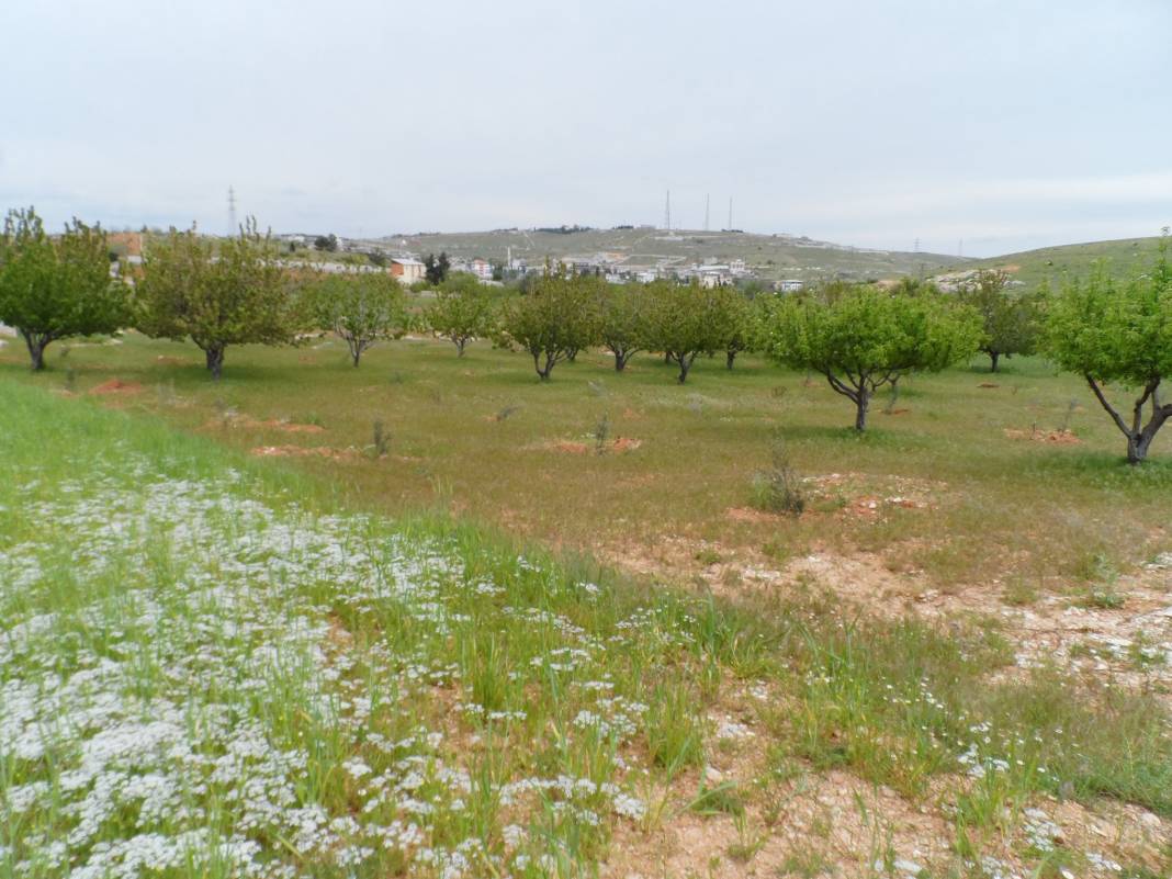 Şehitkamil Öğümsöğüt Köyü Resimleri 4