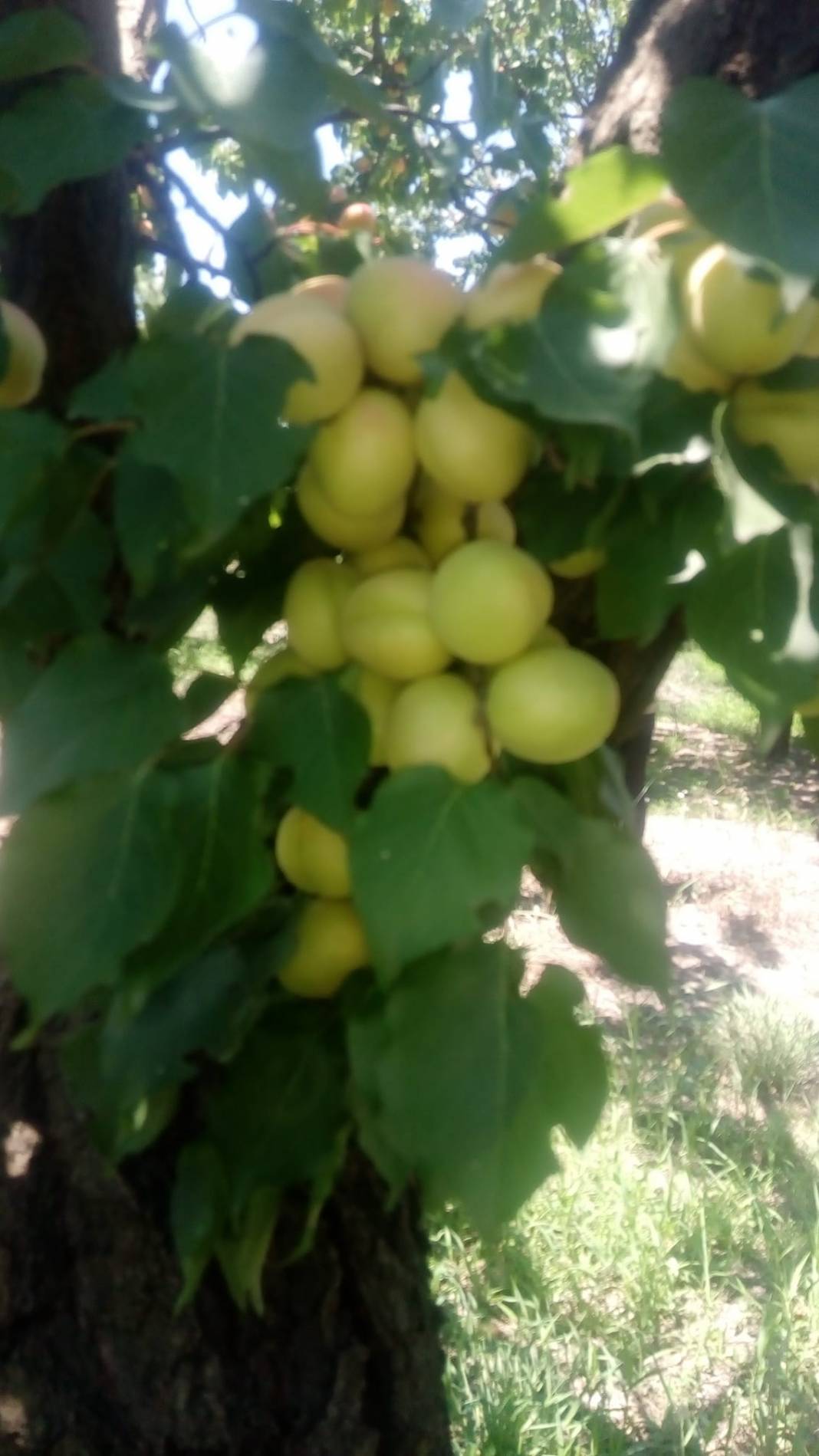 Kale Darıpınar Köyü Resimleri 2