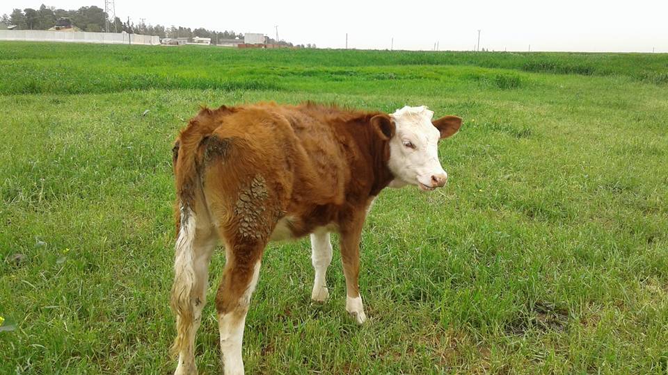 Kızıltepe Akdoğan Köyü Resimleri 4
