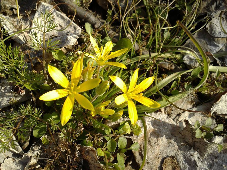 Kuluncak Aşağı Selimli  Köyü Resimleri 5