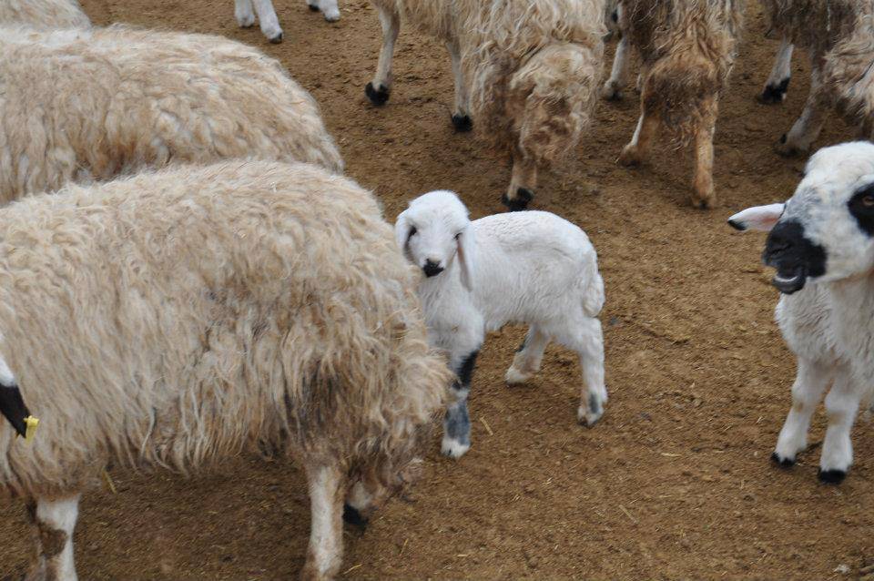 Kuluncak Başören Köyü Resimleri 5