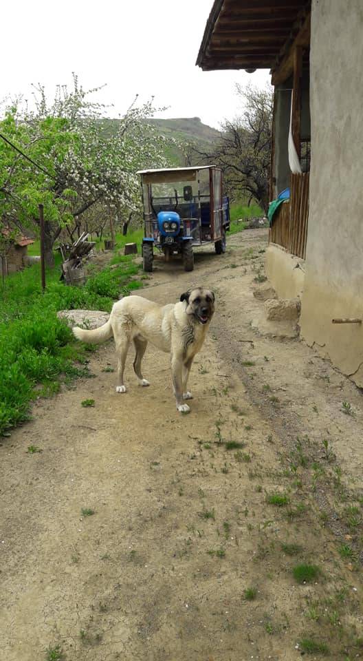 Kuluncak Bıcır Köyü Resimleri 4
