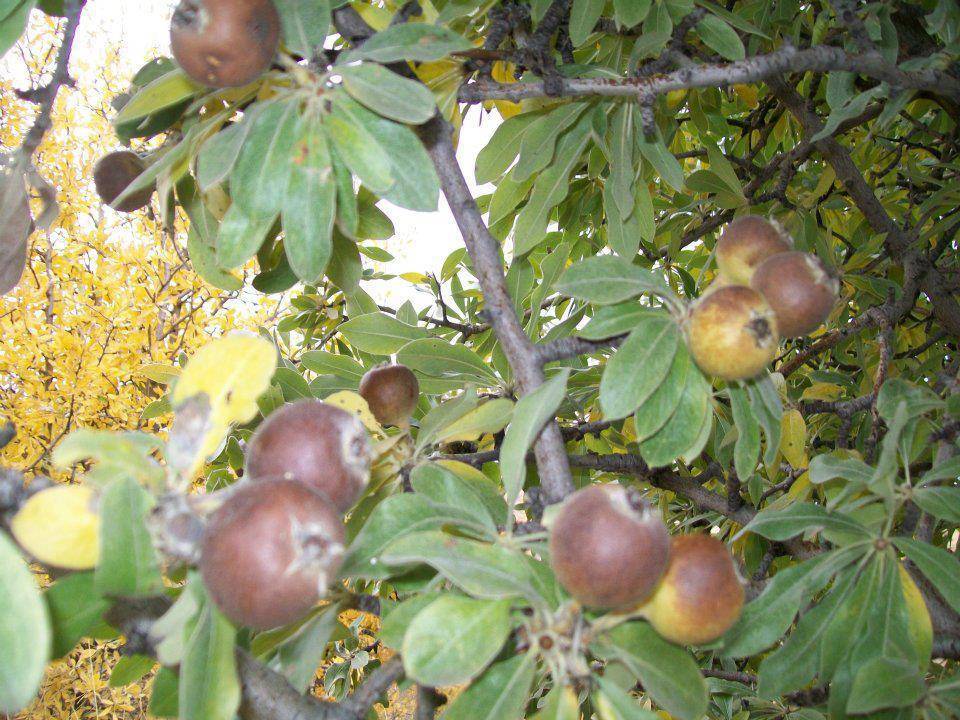 Kuluncak Karıncalık Köyü Resimleri 2