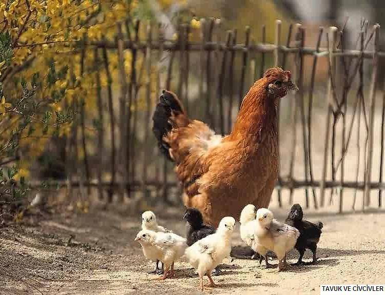 Kuluncak Karıncalık Köyü Resimleri 3