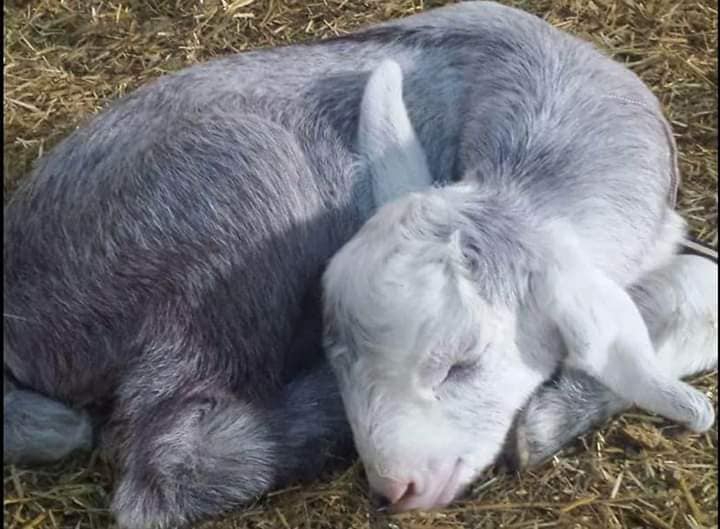 Kızıltepe Akkoç Köyü Resimleri 2