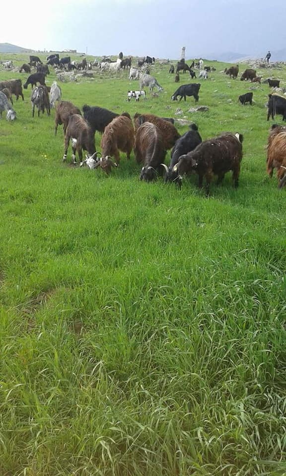 Kızıltepe Akkoç Köyü Resimleri 3