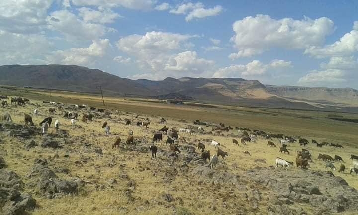 Kızıltepe Akkoç Köyü Resimleri 4