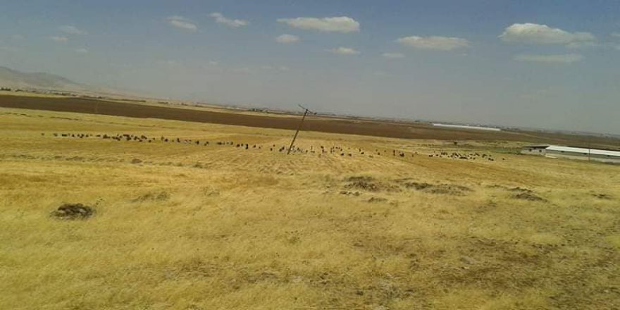 Kızıltepe Akkoç Köyü Resimleri