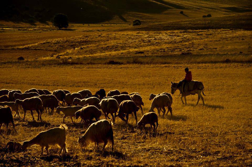 Kuluncak Konaktepe Köyü Resimleri 2