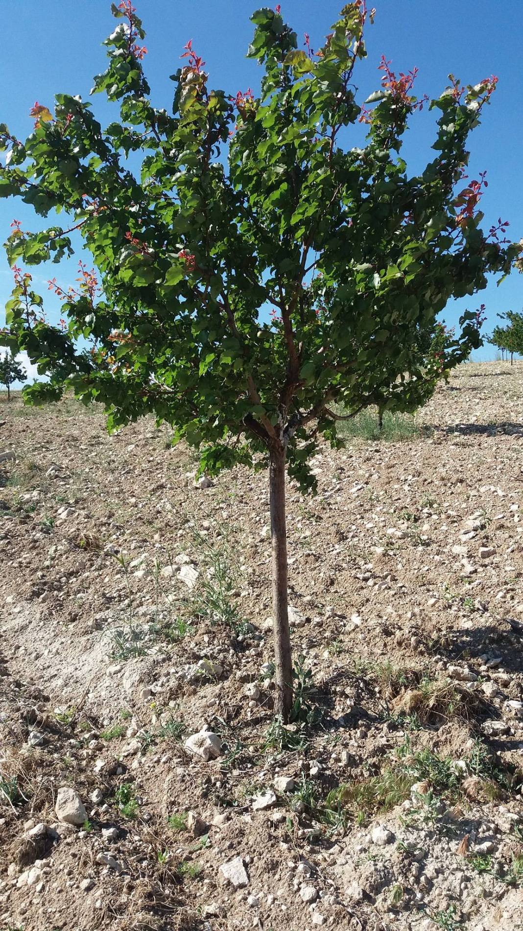 Kuluncak Kömüklü Köyü Resimleri 5