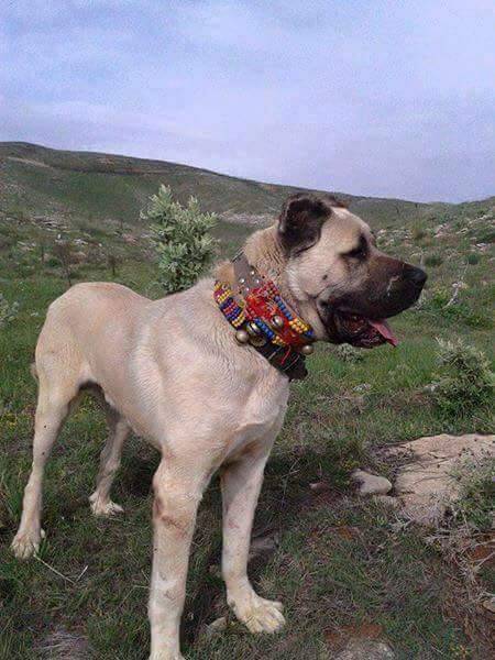 Kuluncak Kömüklü Köyü Resimleri 6