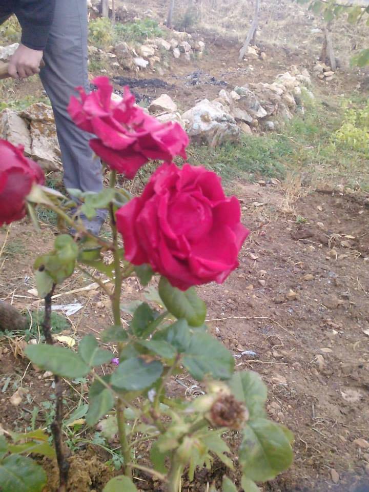 Kuluncak Kızılmağara Köyü Resimleri 4