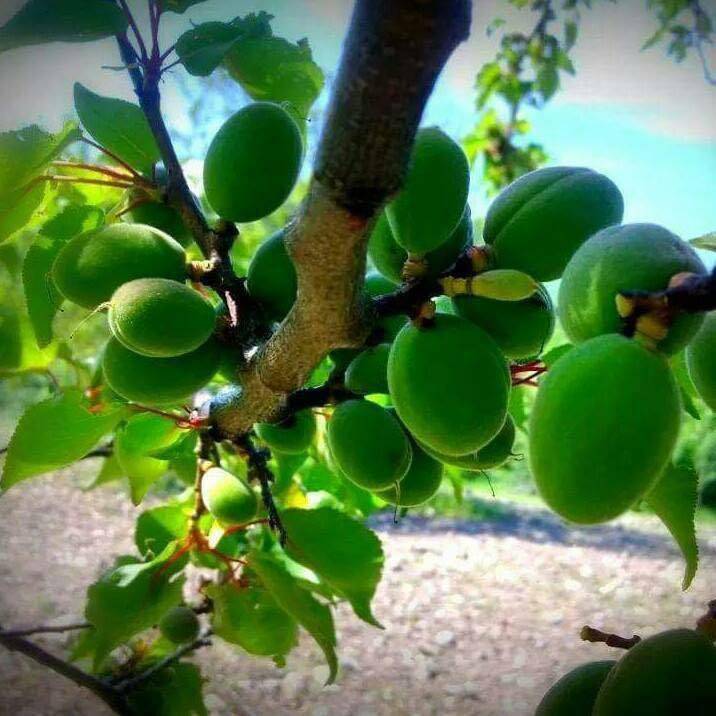 Kuluncak Temüklü Köyü Resimleri 10