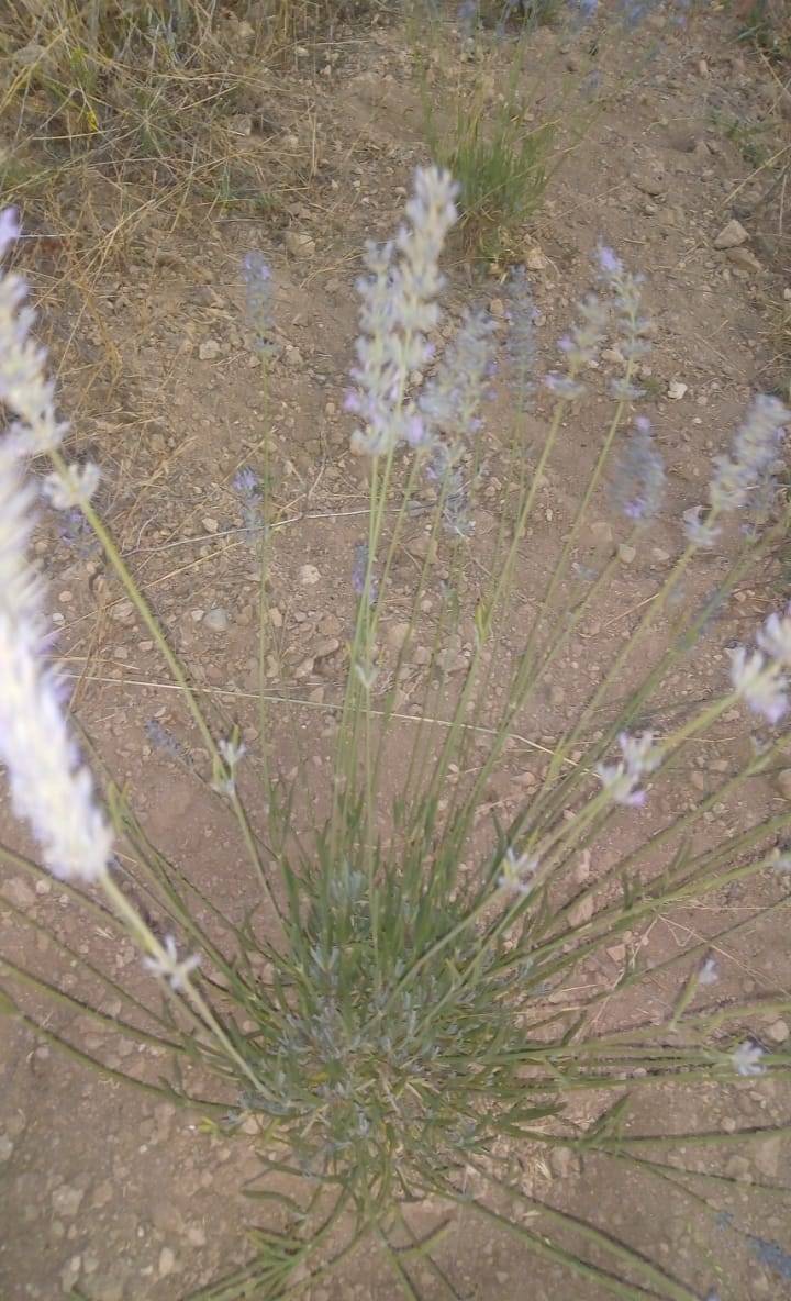 Kuluncak Temüklü Köyü Resimleri 12