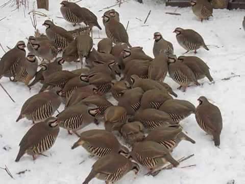 Kuluncak Temüklü Köyü Resimleri 2