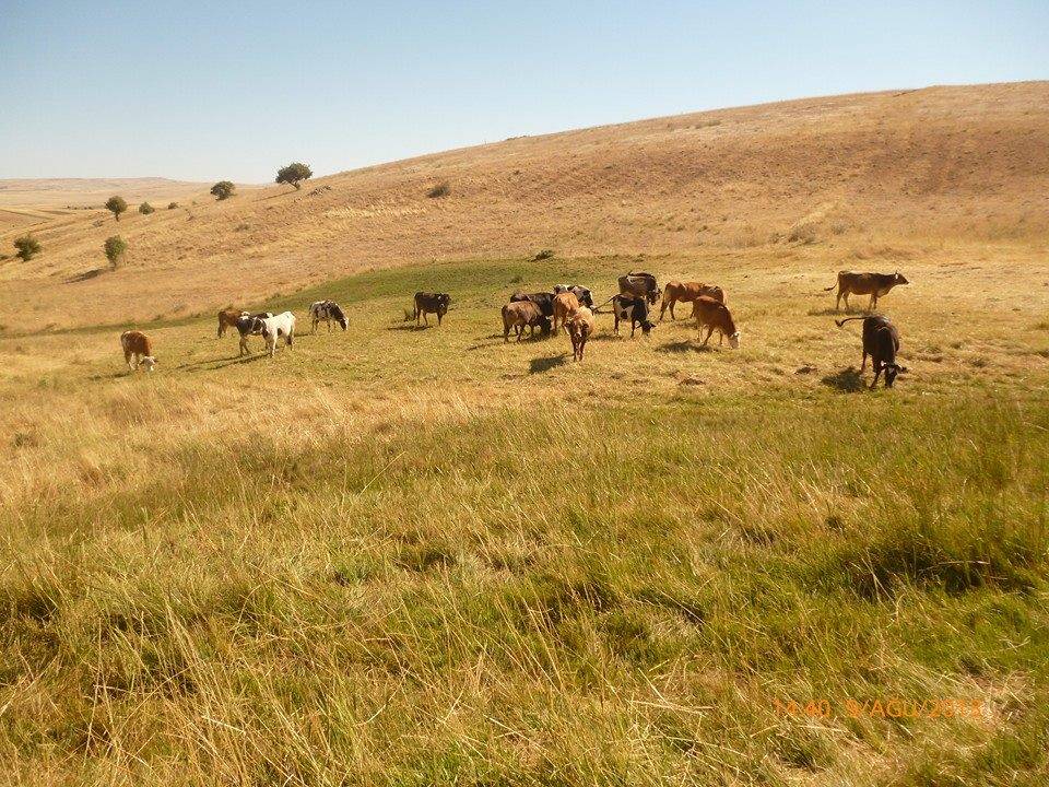Kuluncak Temüklü Köyü Resimleri 5