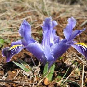 Kuluncak Temüklü Köyü Resimleri 9